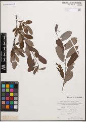 Foto von Salix cinerea L.